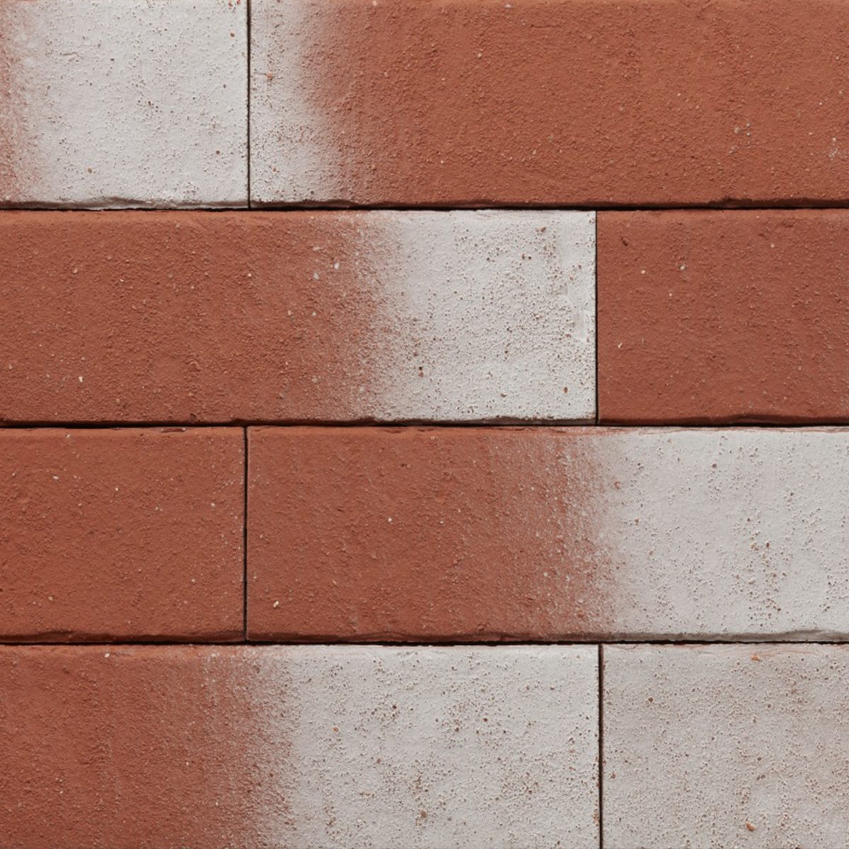 Ammonit Pelaris Maca Red slip opeka